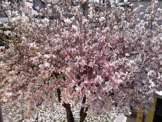 Locazione Turistica La Magnolia Villa Montonate